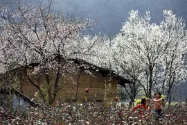 Año Nacional del Turismo comenzará con festival de flores de bauhinia