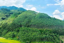 Vietnam ingresa cientos millones de dólares por venta de créditos de carbono forestal