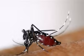 ​ Laos enfrenta riesgo creciente de propagación del dengue