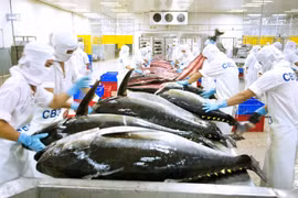 Exportaciones de atún de Vietnam demuestran señales positivas