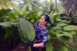 Visitan aldea productora de hojas dong en Hanoi con motivo del Tet 2024