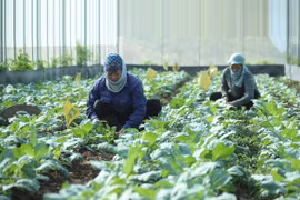 Vietnam busca promover el desarrollo de agricultura orgánica