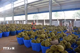 Durián vietnamita representa casi el 32% de las importaciones de China