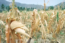 El Niño cuesta a la agricultura filipina hasta casi 19 millones de dólares