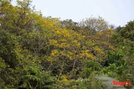 Contemplar flor amarrilla de vaina de cobre en península de Son Tra