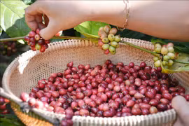  Incremento notable de valor de exportaciones de café vietnamita