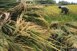 Indonesia implementa medidas para estabilizar el suministro y los precios del arroz