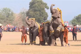 Festival del Elefante de Laos 2024 tendrá lugar en febrero