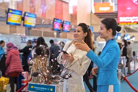 Vietnam Airlines transporta flores de albaricoque y melocotón en ocasión del Tet