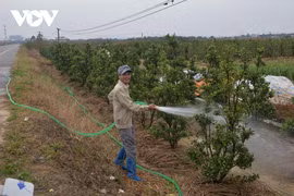 El Tet anticipado en aldeas floricultoras de Binh Khe de Vietnam