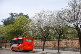 Calles brillantes de Hanoi en la temporada de flores de Ban