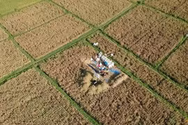 Indonesia planea importar dos millones de toneladas de arroz en 2024