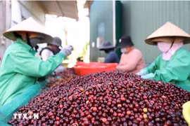 Vietnam reporta tendencia alcista de precios del café y pimienta