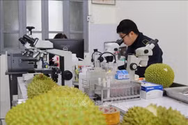 Lang Son refuerza la cuarentena de productos agrícolas transfronterizos