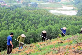 Vietnam avanza en proyecto de plantación de mil millones de árboles