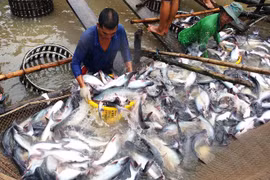 China podrá ser mayor importador de pescado Tra de Vietnam 