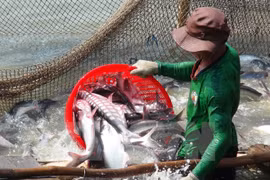 En alza exportación vietnamita de pescado Tra