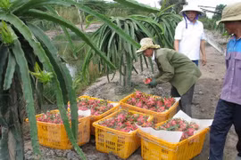 Vietnam y Australia realizan primer diálogo de alto nivel sobre políticas agrícolas