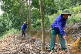 Grupo vietnamita impulsa proyectos caucheros en Camboya