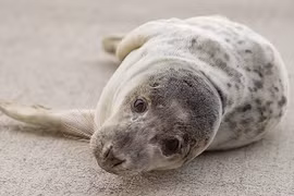 Foca gris aparece sorpresivamente en el mar de Vietnam 