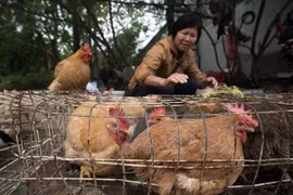 Sudcorea vuelve a importar pollos de Tailandia