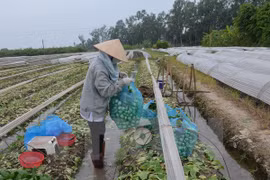 Vietnam promueve el papel de campesinado en la reestructuración agrícola
