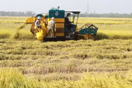 Vietnam gana 2,2 mil millones de dólares por exportaciones arroceras en 2016