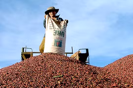 Aumentan exportaciones de productos acuícolas, café y té de Vietnam