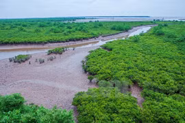 Cultivo de bosques de manglares, protección efectiva de diques marinos 