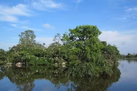 Provincia de Thua Thien- Hue invierte en reforestación de manglares