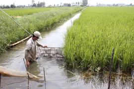 Cuba promueve cooperación con Delta del Mekong de Vietnam