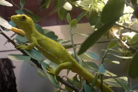 Encuentran 163 nuevas especies en subregión de Mekong