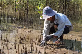 Vietnam adopta medidas para la protección del medio ambiente 
