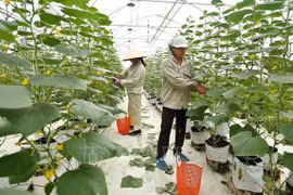 Vietnam establecerá políticas para desarrollo de economía campesina