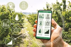 Vietnam fortalece la transformación digital en nuevas zonas rurales 