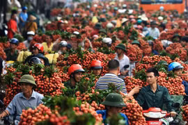  Lichi de Bac Giang registra ingreso récord 