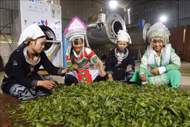 Proyectos agrícolas contribuyen al desarrollo de áreas montañosas en Vietnam