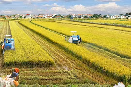 Sostenibilidad avanzará en Vietnam con nueva estrategia de desarrollo agrícola