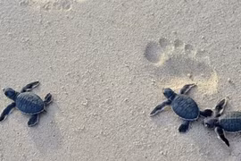 Conservan poblaciones y hábitats de tortugas marinas en Vietnam