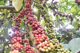 Vietnam por fortalecer proyecto de replantación de café