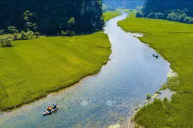 Ninh Binh: Impresionantes campos de arroz en el periodo de cosecha en Tam Coc