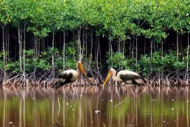 Vietnam por conservar humedales de manera sostenible