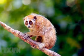 Vietnam se esfuerza por recuperar la vida silvestre