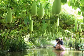 Provincia vietnamita de Dong Thap por desarrollar turismo ecológico