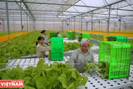 Agilizan la cadena de la agricultura orgánica de Vietnam