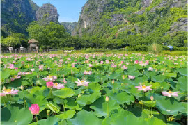 Ninh Binh desarrolla ecoturismo asociado con el loto