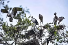 Implementan conservación urgente de aves silvestres en Vietnam 