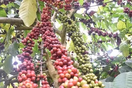 Vietnam por replantar 107 mil hectáreas de café