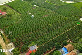 Vietnam se convierte en octavo mayor exportador de té del mundo