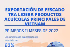 Exportación de pescado Tra lidera productos acuícolas principales de Vietnam